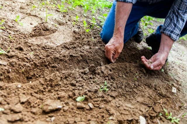 Planting, Seeding, and Bush Removal